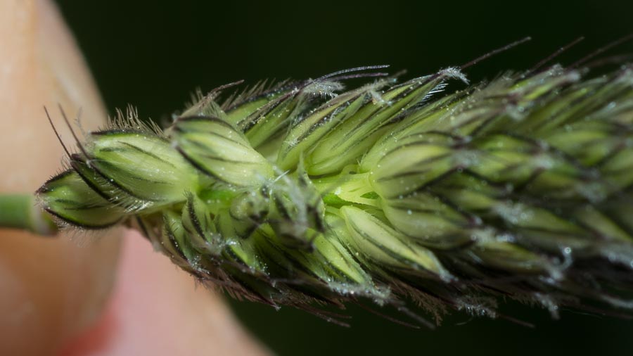 Alopecurus pratensis ?
